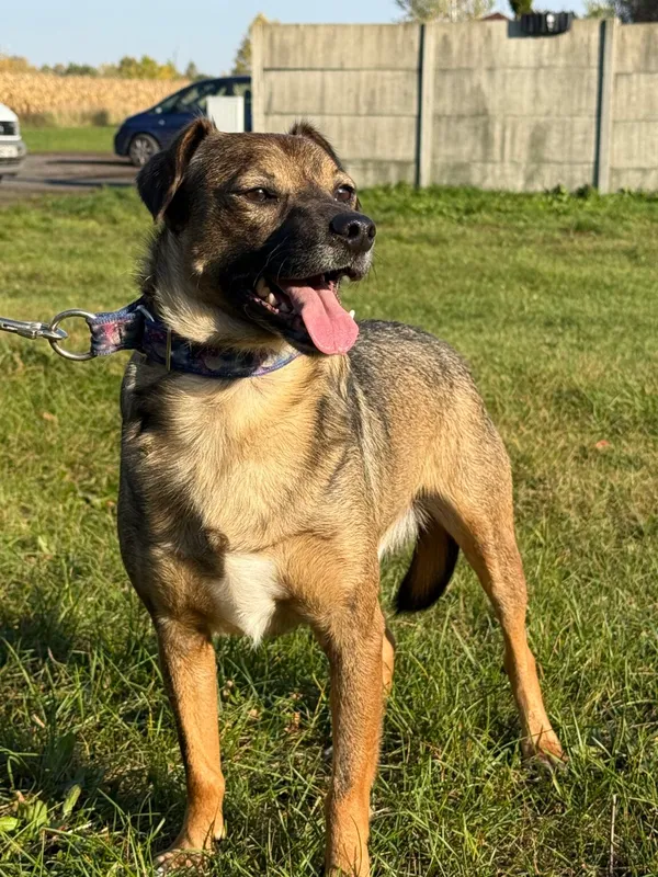 Pies do adopcji, Pieczyska, 26 października 2025 (3/4)