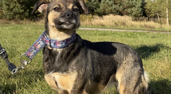 Pies do adopcji, Pieczyska, 26 października 2025 (1/4)