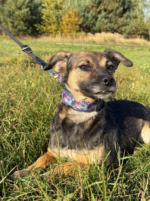 Pies do adopcji, Pieczyska, 26 października 2025 (3/4)