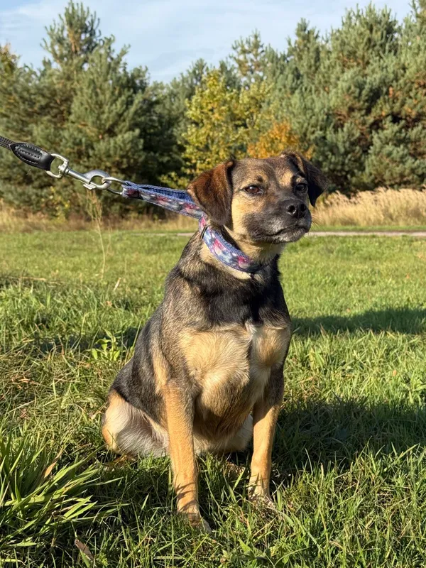 Pies do adopcji, Pieczyska, 26 października 2025 (4/4)