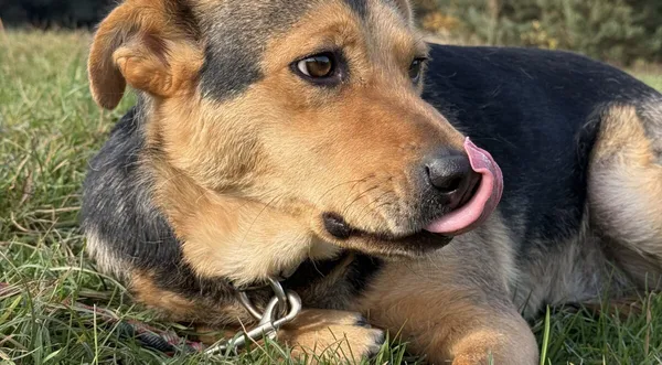 Pies do adopcji, Pieczyska, 26 października 2025 (1/5)