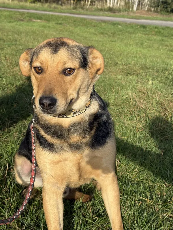 Pies do adopcji, Pieczyska, 26 października 2025 (3/5)