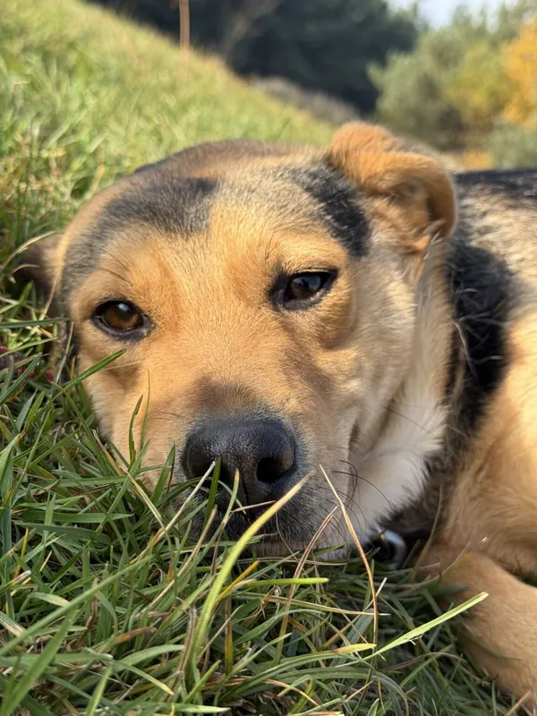 Pies do adopcji, Pieczyska, 26 października 2025 (5/5)