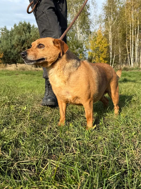 Pies do adopcji, Pieczyska, 26 października 2025 (5/5)