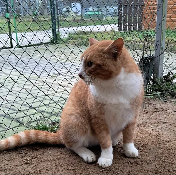 Kot do adopcji, Olsztyn, 6 października 2025 (2/4)