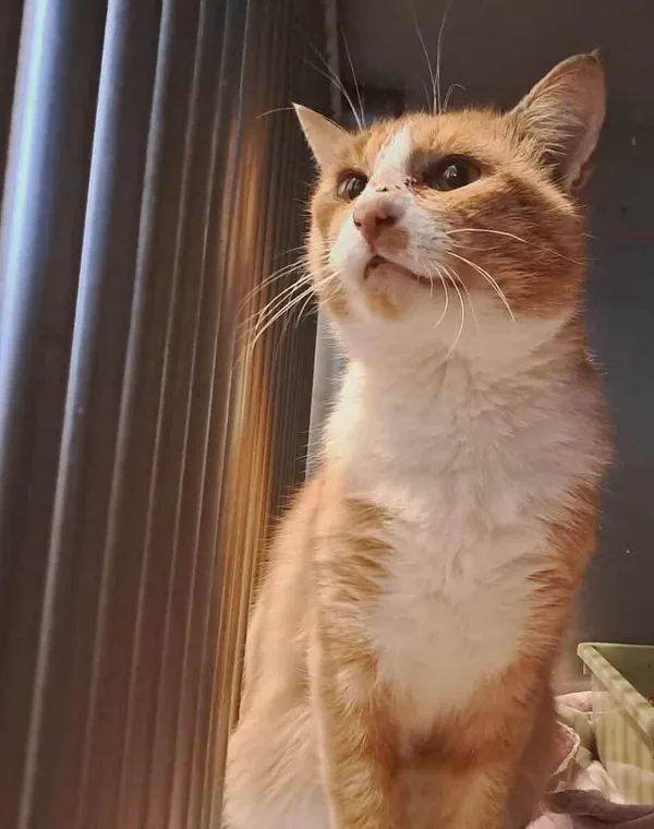 Kot do adopcji, Olsztyn, 6 października 2025 (4/4)