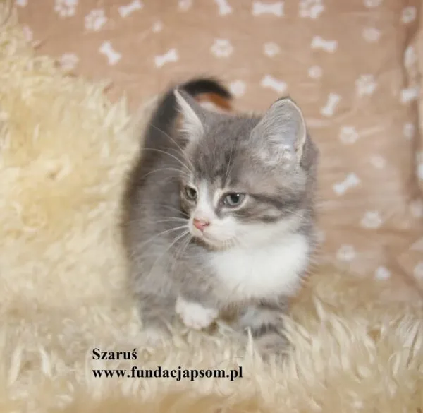 Kot do adopcji, Nowy Dwór Mazowiecki, 27 października 2025 (1/4)