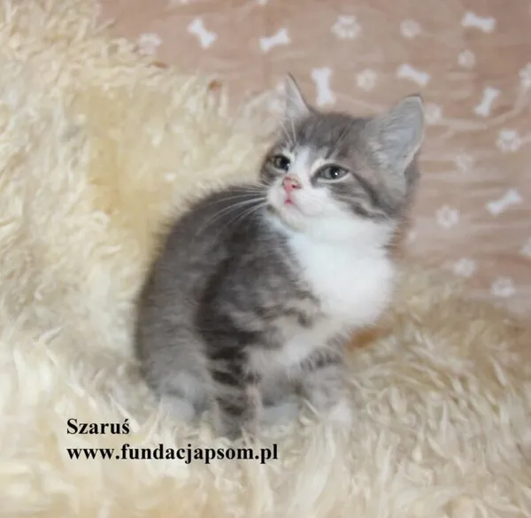 Kot do adopcji, Nowy Dwór Mazowiecki, 27 października 2025 (2/4)