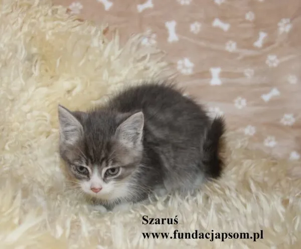 Kot do adopcji, Nowy Dwór Mazowiecki, 27 października 2025 (4/4)