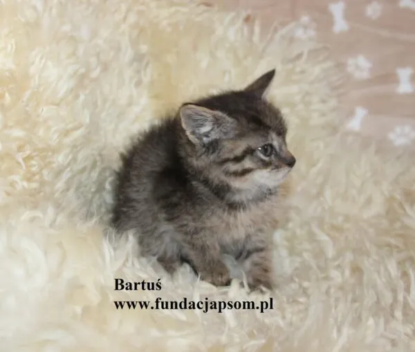 Kot do adopcji, Nowy Dwór Mazowiecki, 27 października 2025 (3/3)