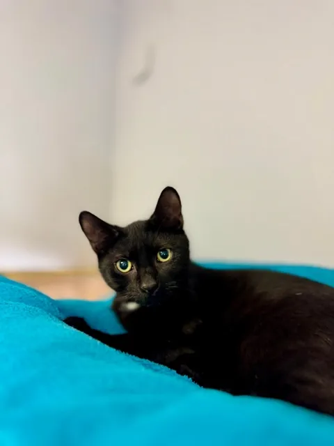 Kot do adopcji, Piła, 4 września 2025 (3/3)