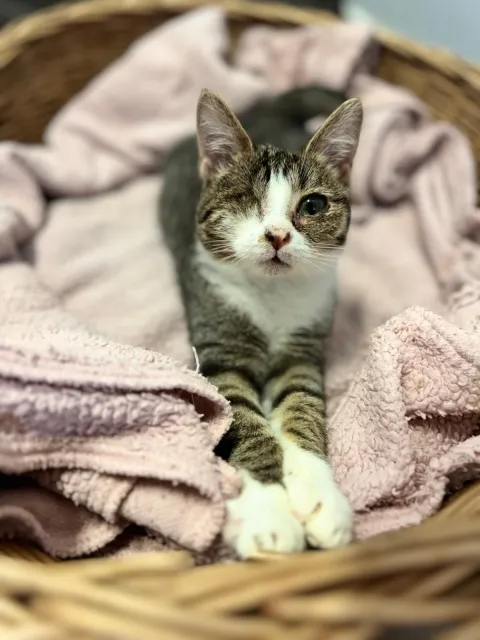 Kot do adopcji, Piła, 6 sierpnia 2025 (1/3)