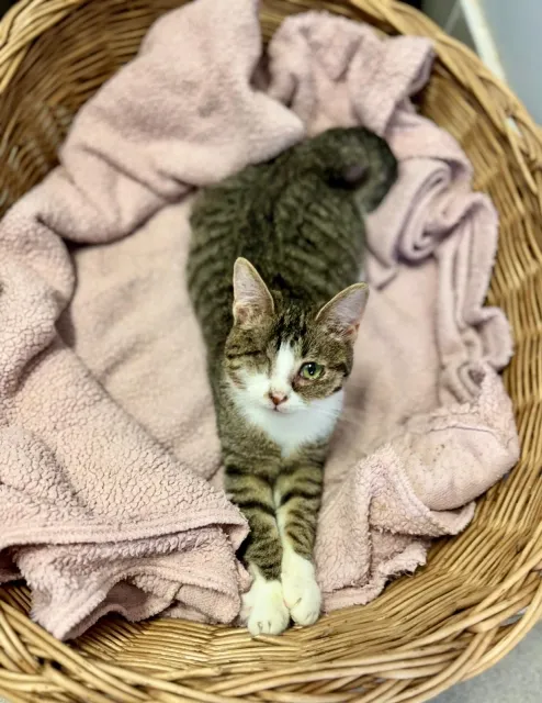 Kot do adopcji, Piła, 6 sierpnia 2025 (2/3)