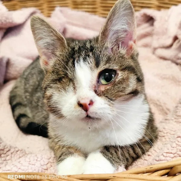 Kot do adopcji, Piła, 6 sierpnia 2025 (3/3)