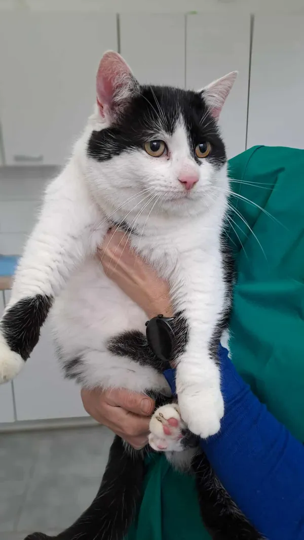 Znaleziono kota, Olsztyn, 27 października 2025