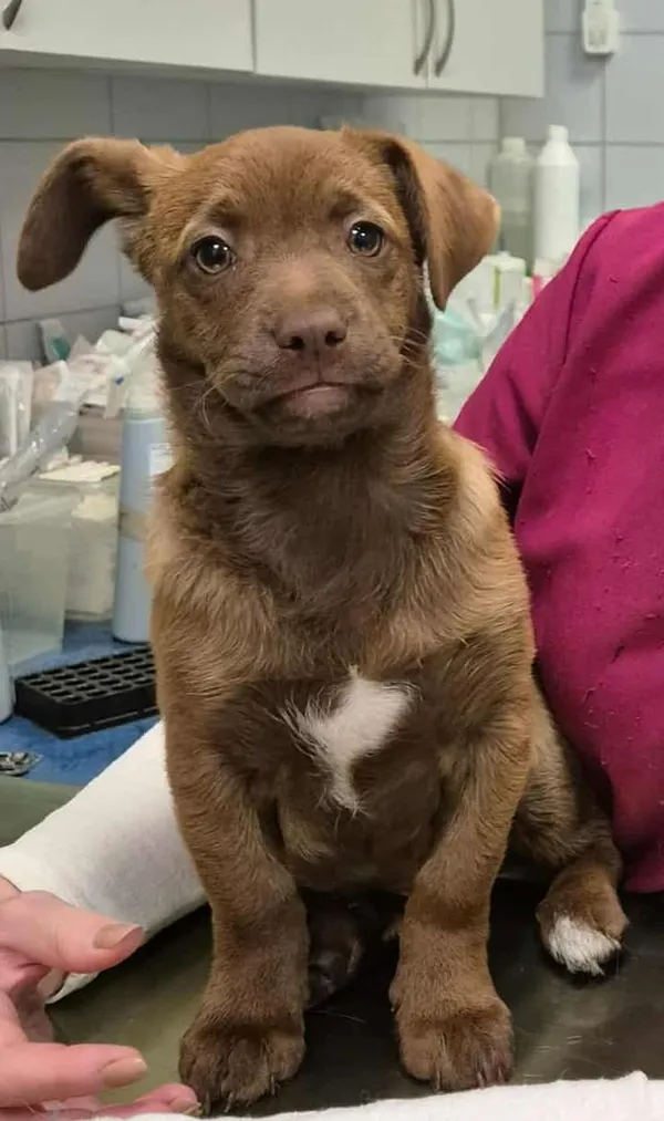 Znaleziono psa, Lublin, 27 października 2025