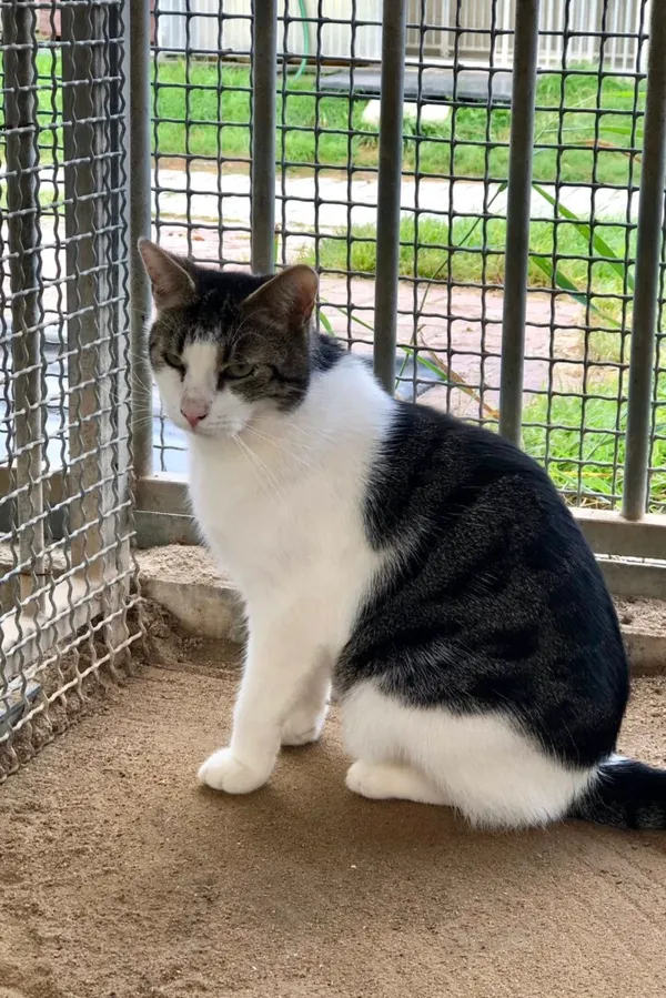 Kot do adopcji, Gdańsk, 16 października 2025