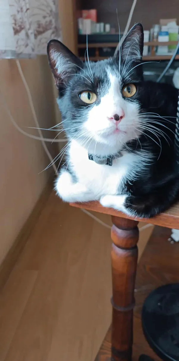 Zaginął kot, Izabelin B, 28 października 2025 (2/3)