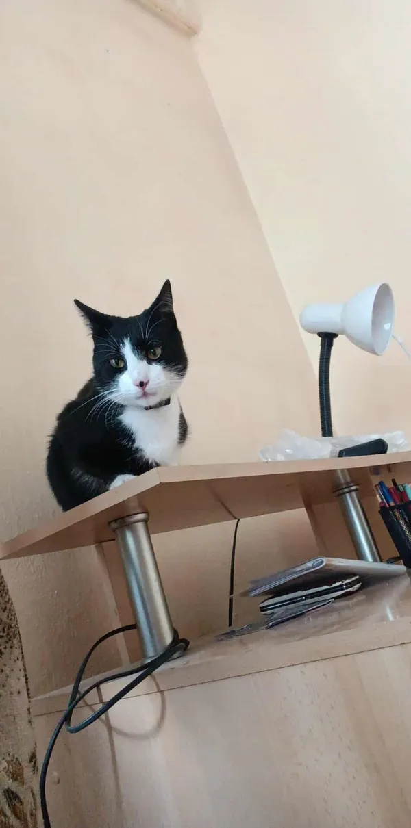 Zaginął kot, Izabelin B, 28 października 2025 (3/3)