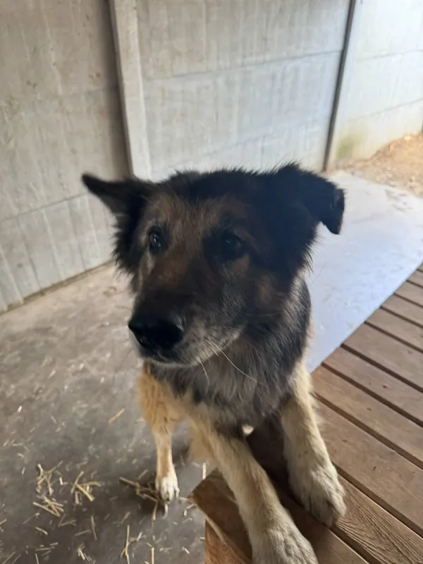 Oddam psa, Warszawa, Bródno, 28 października 2025 (1/6)