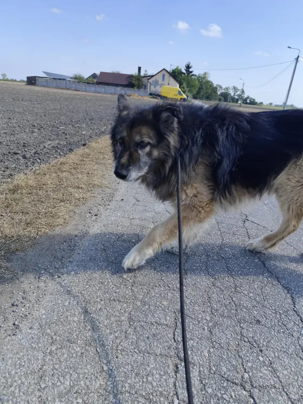 Oddam psa, Warszawa, Bródno, 28 października 2025 (2/6)