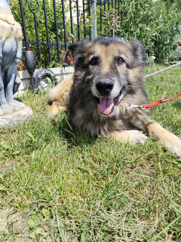 Oddam psa, Warszawa, Bródno, 28 października 2025 (3/6)