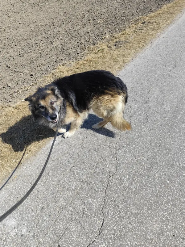 Oddam psa, Warszawa, Bródno, 28 października 2025 (4/6)