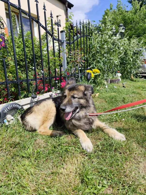 Oddam psa, Warszawa, Bródno, 28 października 2025 (5/6)