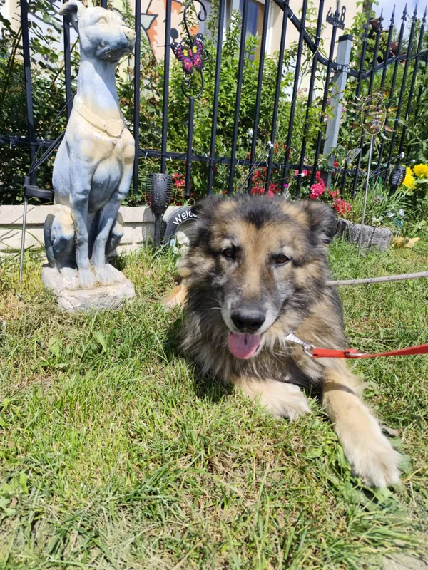 Oddam psa, Warszawa, Bródno, 28 października 2025 (6/6)