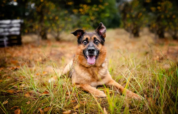 Oddam psa, Warszawa, Młynów, 28 października 2025 (1/6)