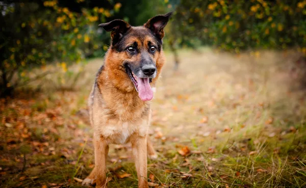 Oddam psa, Warszawa, Młynów, 28 października 2025 (4/6)