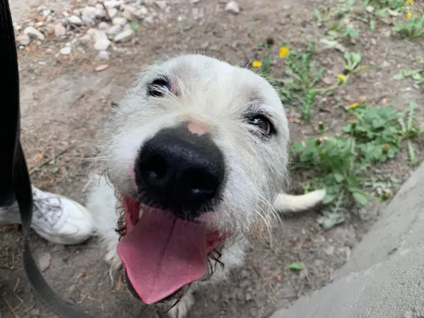 Oddam psa, Warszawa, Ujazdów, 28 października 2025 (1/6)