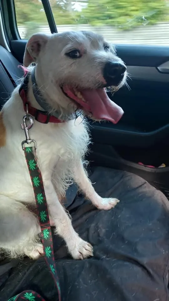 Oddam psa, Warszawa, Ujazdów, 28 października 2025 (3/6)