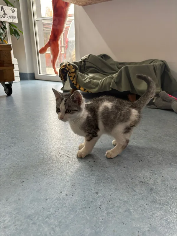 Kot do adopcji, Czartki, 28 października 2025 (1/5)