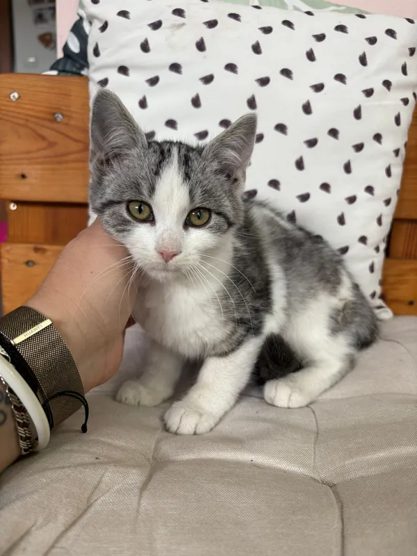 Kot do adopcji, Czartki, 28 października 2025 (3/5)