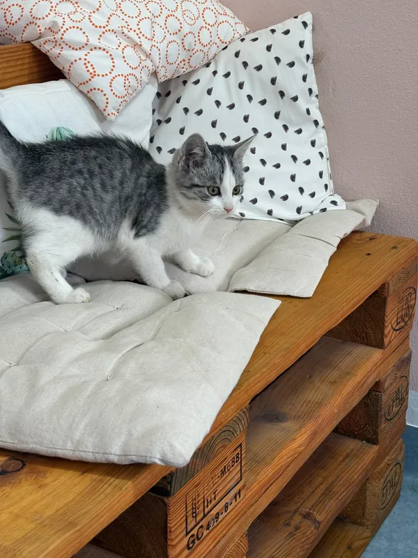 Kot do adopcji, Czartki, 28 października 2025 (4/5)