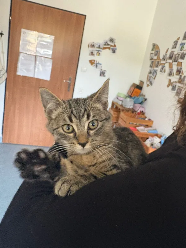 Kot do adopcji, Czartki, 28 października 2025 (1/5)