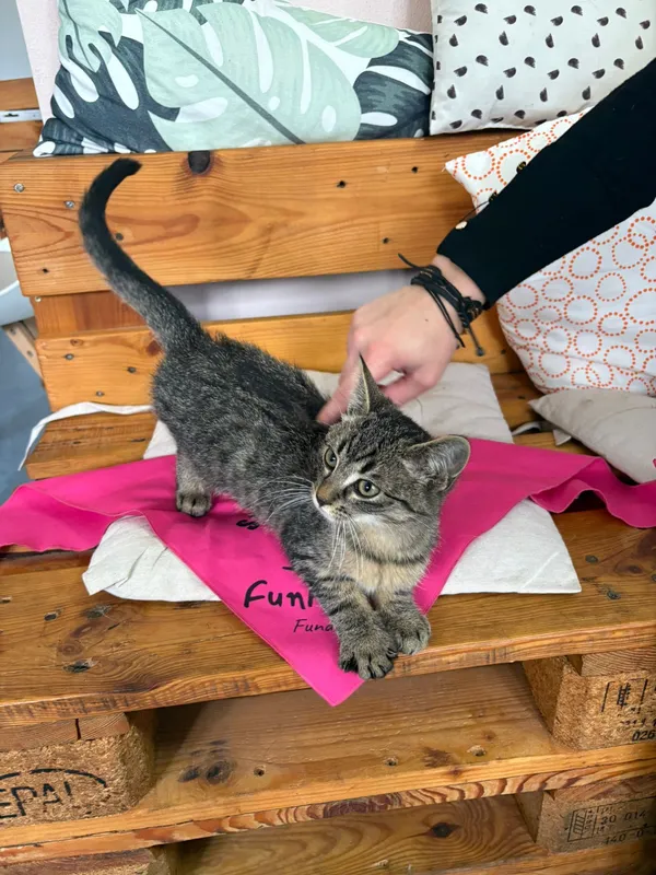 Kot do adopcji, Czartki, 28 października 2025 (4/5)