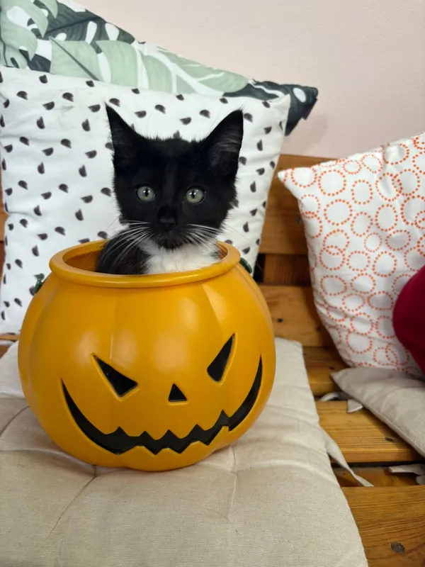 Kot do adopcji, Czartki, 28 października 2025 (4/5)