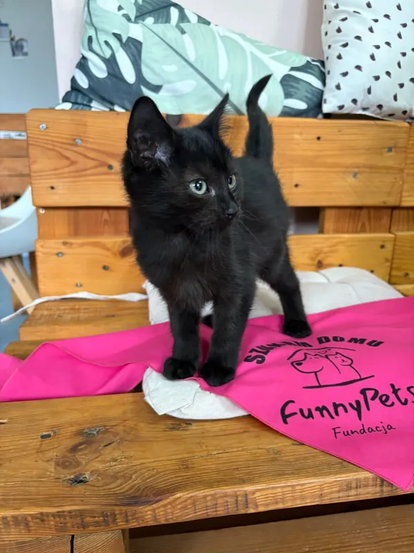 Kot do adopcji, Czartki, 28 października 2025 (2/5)