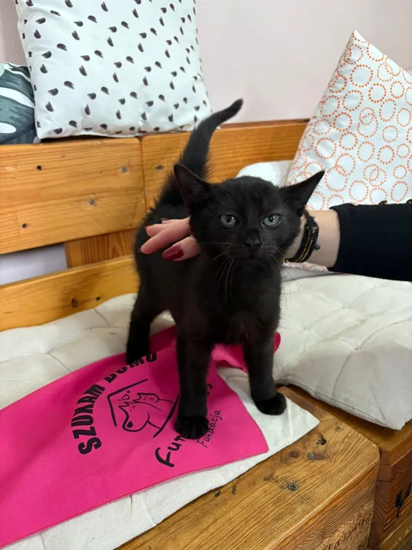 Kot do adopcji, Czartki, 28 października 2025 (3/5)