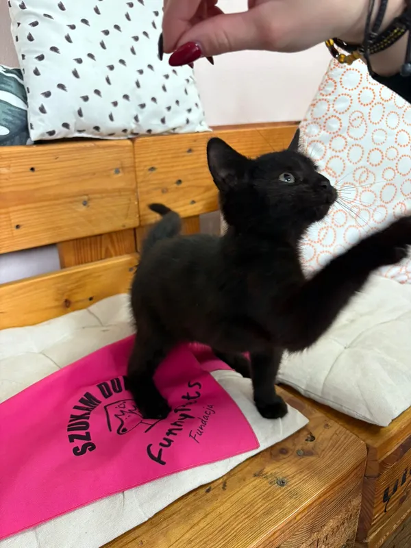 Kot do adopcji, Czartki, 28 października 2025 (5/5)