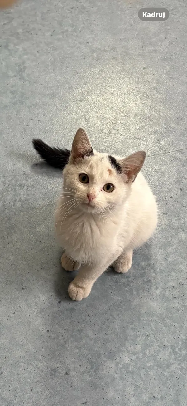 Kot do adopcji, Czartki, 28 października 2025 (1/5)