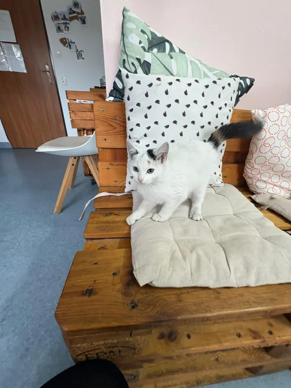 Kot do adopcji, Czartki, 28 października 2025 (3/5)