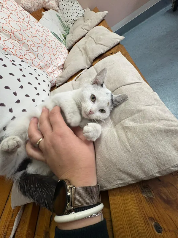 Kot do adopcji, Czartki, 28 października 2025 (4/5)