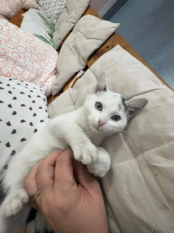 Kot do adopcji, Czartki, 28 października 2025 (5/5)