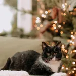 Kot do adopcji