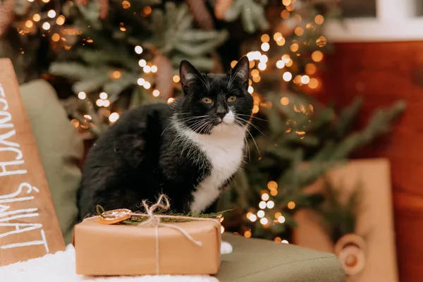 Kot do adopcji, Czartki, 28 października 2025 (4/5)