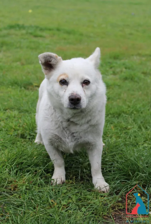 Pies do adopcji, Grudziądz, 7 października 2025 (1/5)