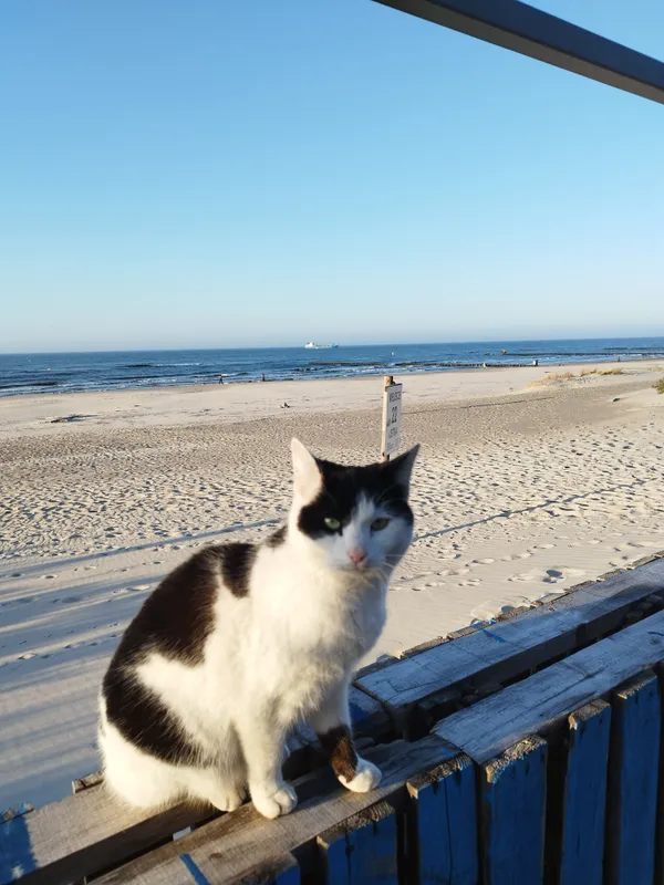 Zaginął kot, Ustka, Grabienko, 28 października 2025 (1/3)